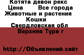 Котята девон рекс › Цена ­ 1 - Все города Животные и растения » Кошки   . Свердловская обл.,Верхняя Тура г.